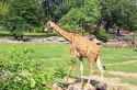 giraffe in Little Rock Zoo